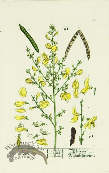 Blackwell German 009